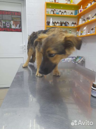 Щенок мальчик