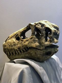 Грот декор для аквариума череп тираннозавра