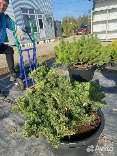 Сосна горная крупномер