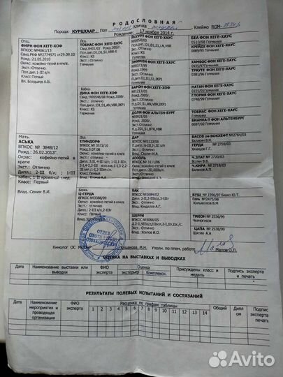 Курцхаар вязка