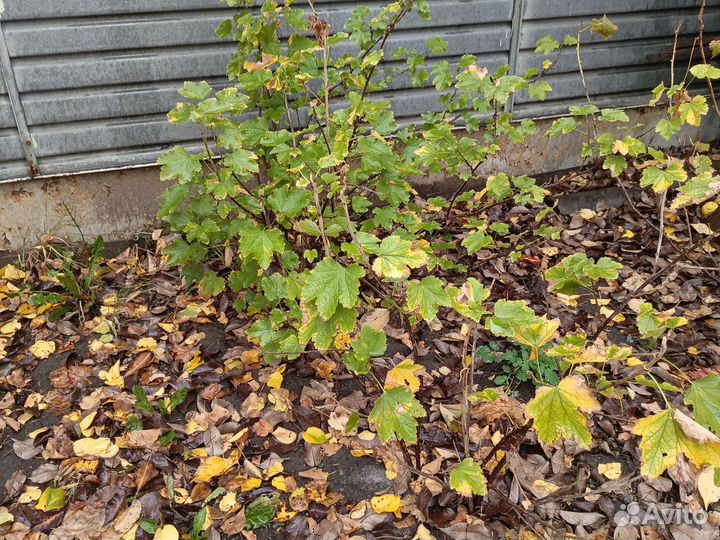 Кусты смородины(черная, красная, белая)