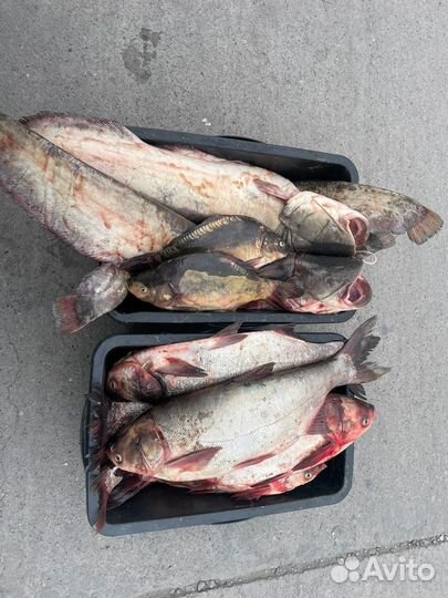Свежая рыба в Новороссийске