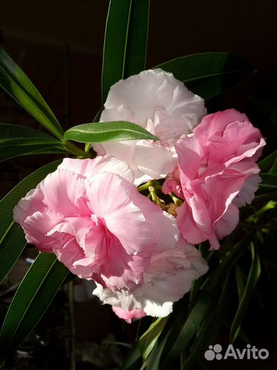 Олеандр дерево