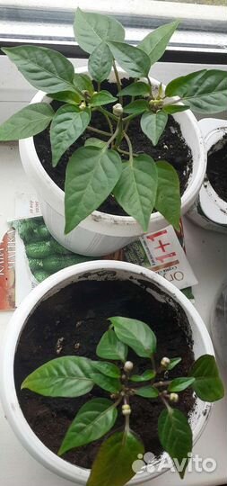 Перцы на подоконник