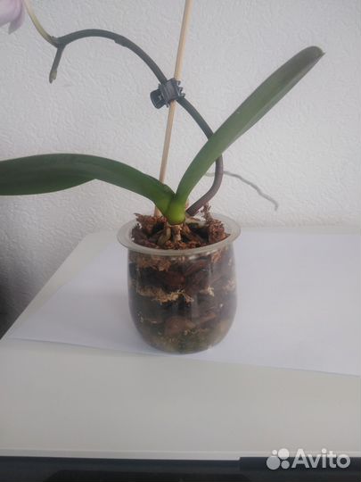 Орхидея фаленопсис