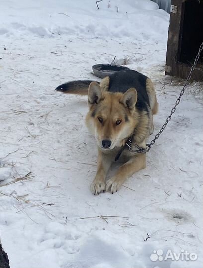 Отдам мальчика в добрые руки