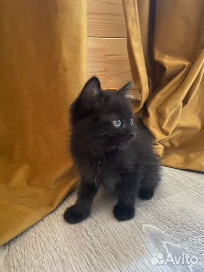 Мама британка