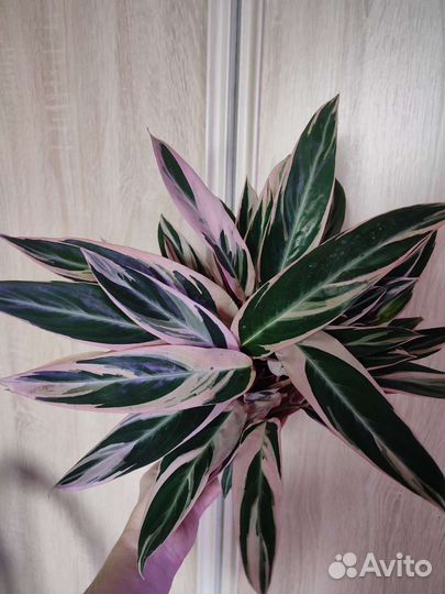 Строманта триколор