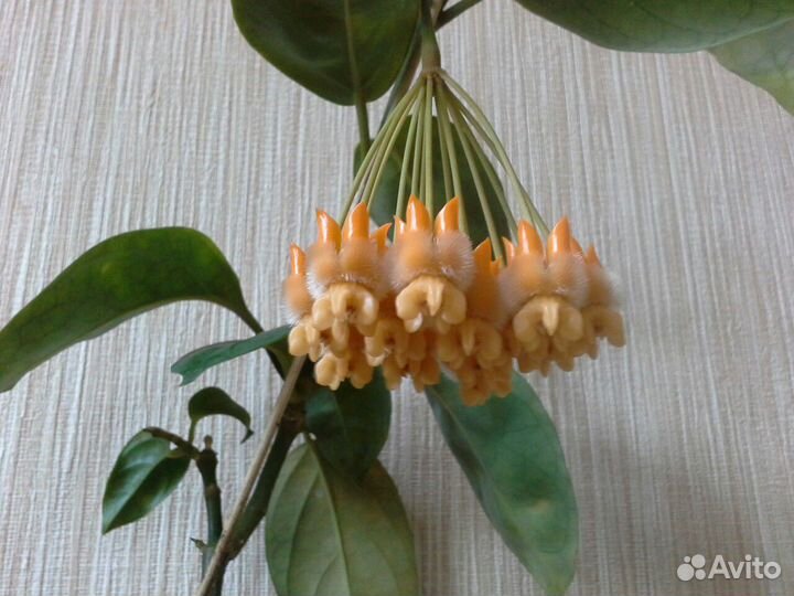 Хойя лазианта