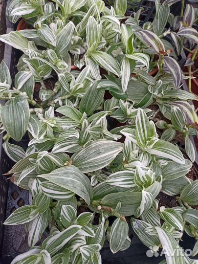 Традисканция