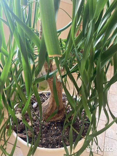 Бокарнея нолина (бутылочная пальма)