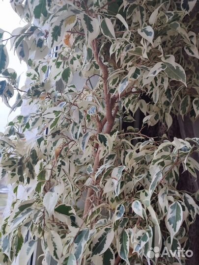 Фикус Бенджамина