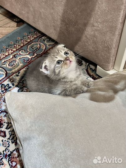 Шотландские котята