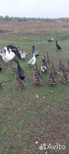 Утки дикие для охоты