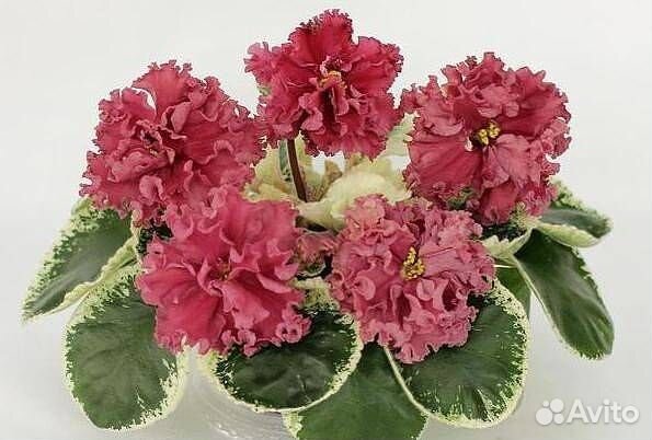 Детки сортовых фиалок