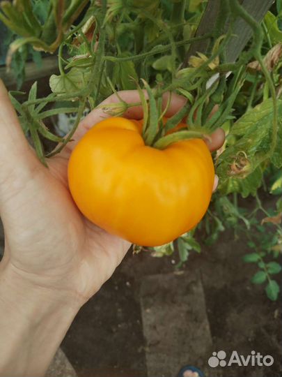 Вкусные домашние помидоры