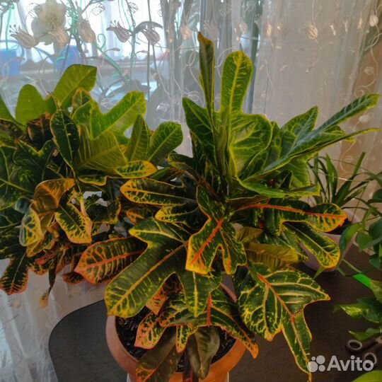 Кодиеум кротон