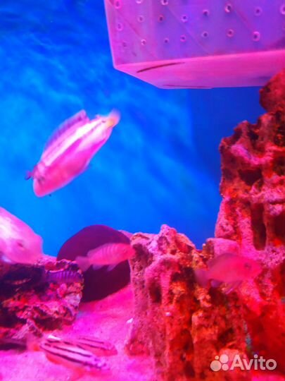 Аквариумные рыбки Малавийские цихлиды, мальки