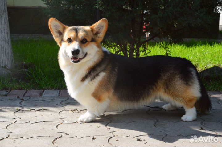 Вельш-корги пемброк вязка