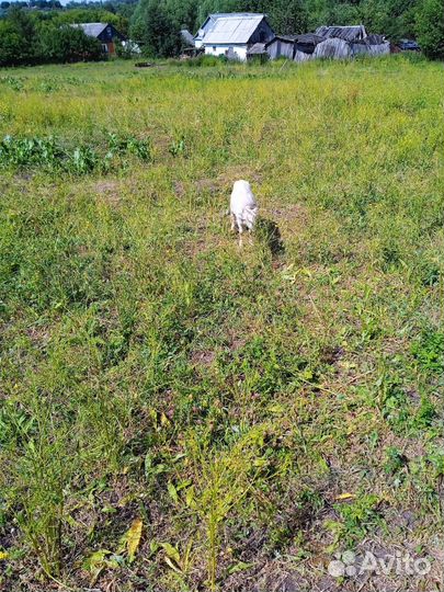 Козы гуси утки