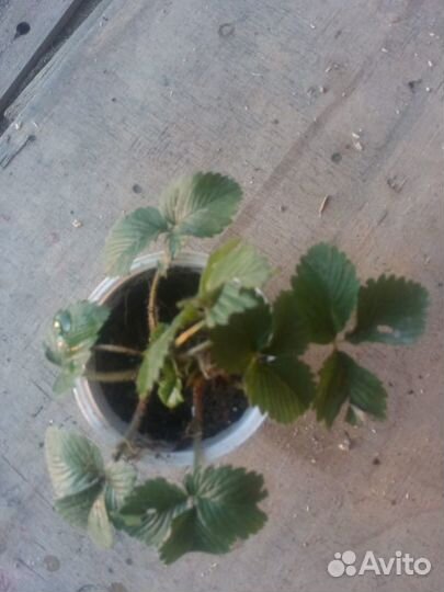 Клубника луговая