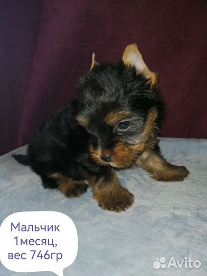 Йоркширский терьер