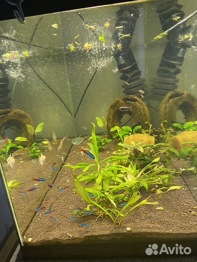 Аквариум