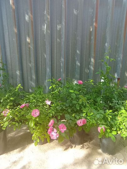 Продаю 2 х.лет саженцев роз в горшках