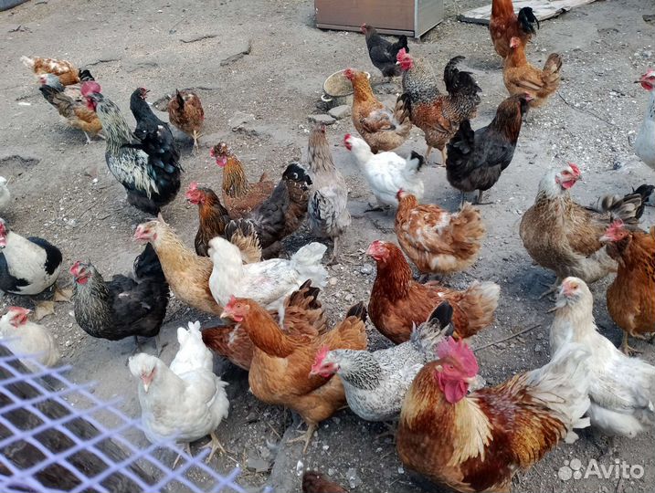 Куры несушки продам