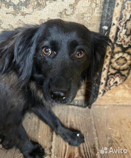 Маленькая трусливая собака пропадает в приюте