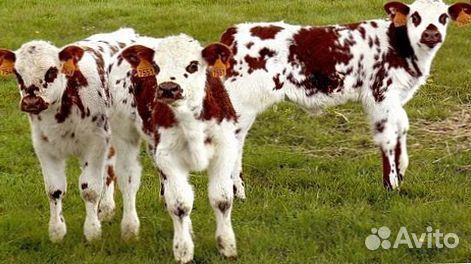 Выбор телёнка для фермы