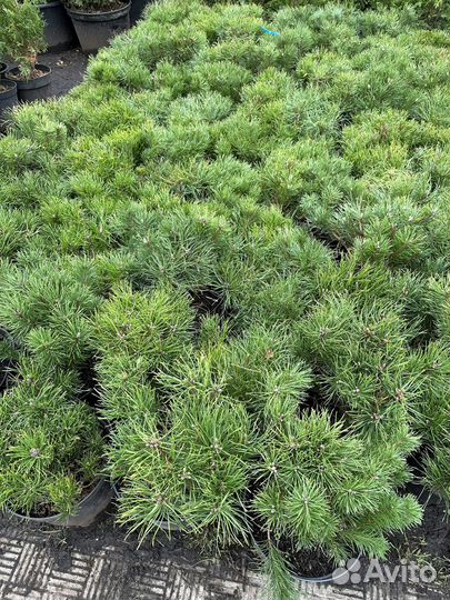 Сосна горная Мугус