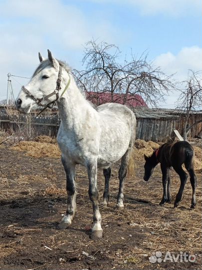 Лошадь кобыла