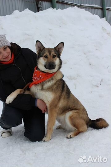 Милой собаке нужен дом