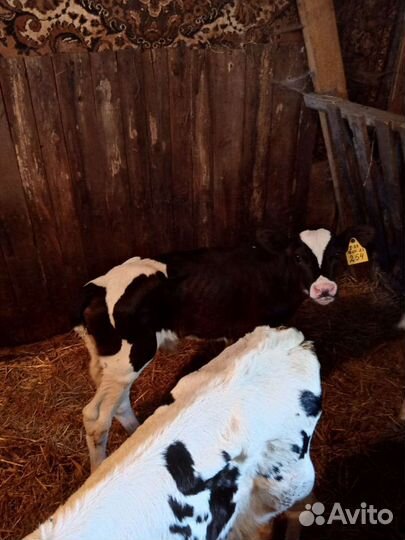 Бычки и телята