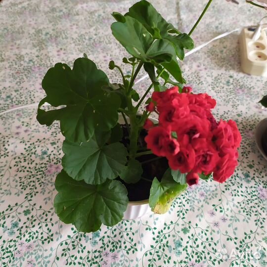 Пеларгония герань