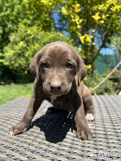 Щенки курцхаара