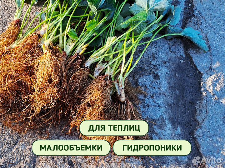 Рассада клубники. Элитные сорта