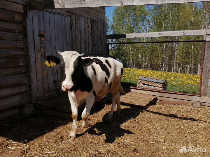 Продам бычка