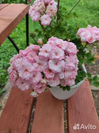 Пеларгония Марокканская Принцесса