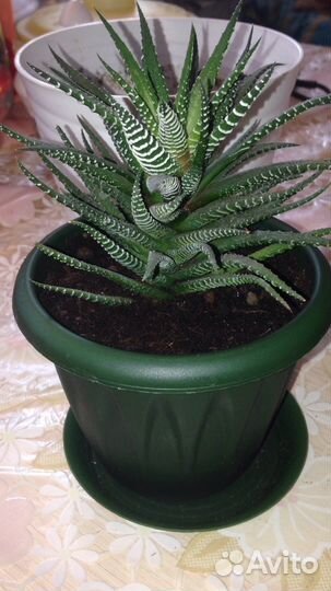 Хавортия Биг Бенд