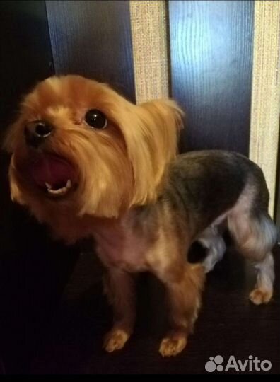 Стрижка собак