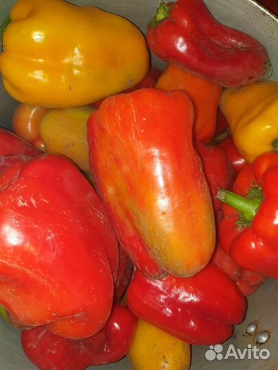 Перец болгарский