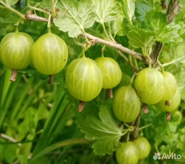 Саженцы крыжовника, смородины белой, красной, черн