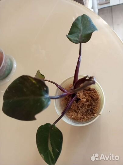 Филодендрон розовая