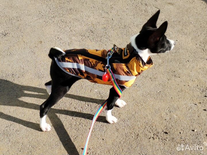 Жилетка для собаки