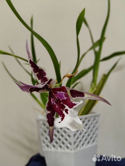 Beallara Peggy Ruth Carpenter