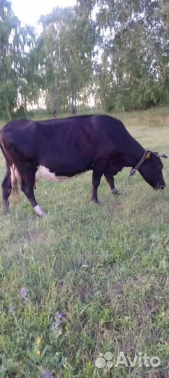 Корова стельная дойная