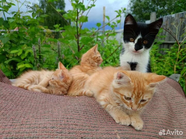 Котятки в добрые руки