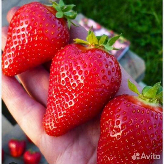 Клубника саженцы